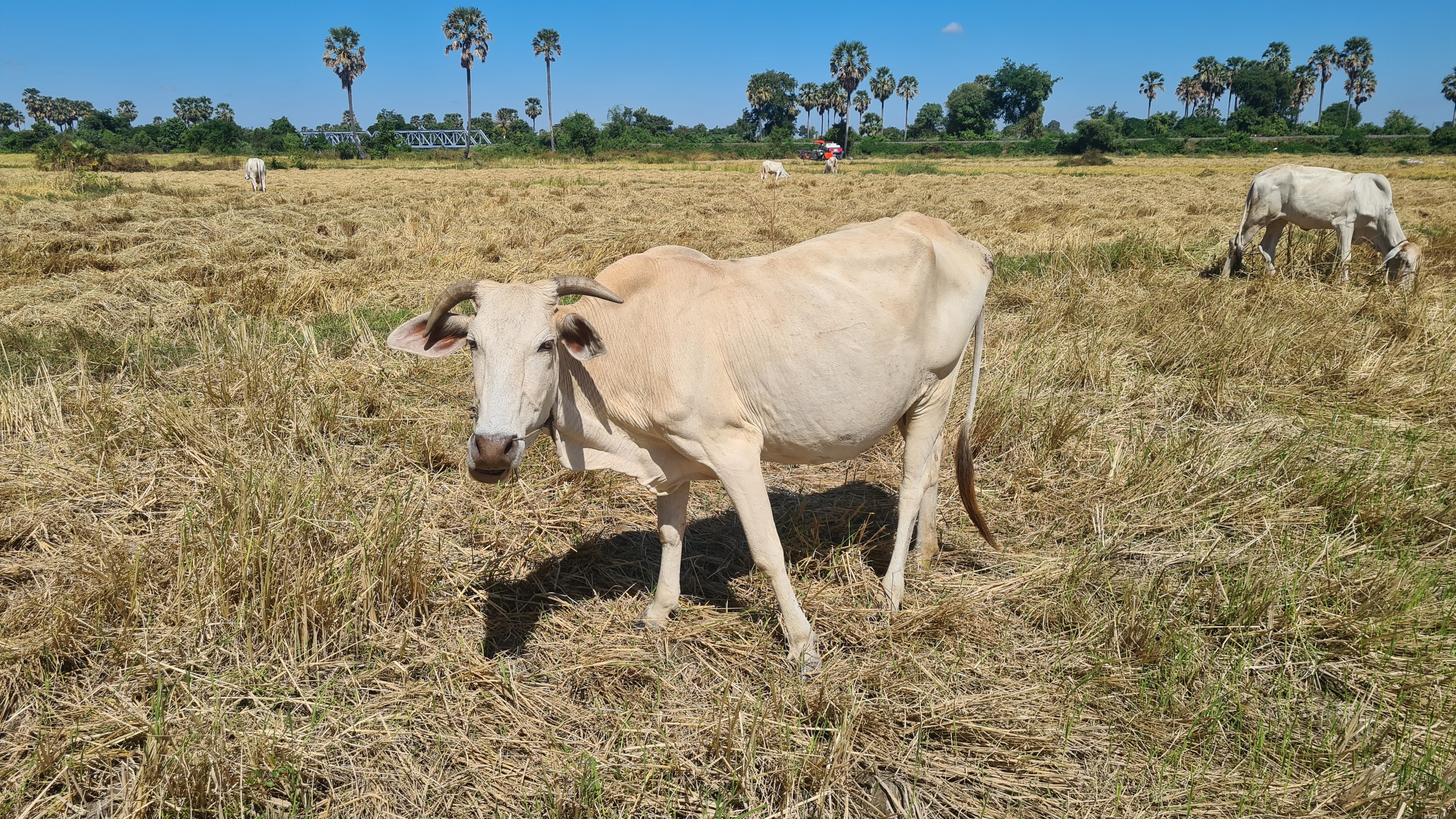Cambodia Farm